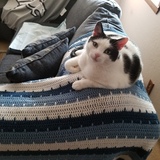 Entry image for Roscoe