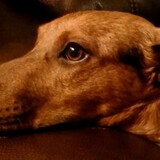 Entry image for Jackson