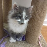 Entry image for Frieda