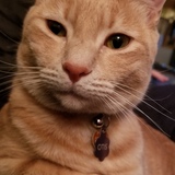 Entry image for Otis