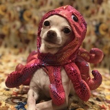 Entry image for Gracie