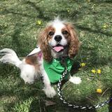 Entry image for Lucille