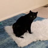 Entry image for Bella