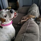 Entry image for Daisy and Chase