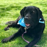 Entry image for Paisley