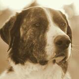 Entry image for Charlee