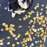 Entry image for Peyton