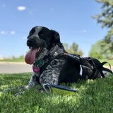 Entry image for Galleta