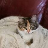 Entry image for Gizmo