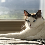 Entry image for Tillie