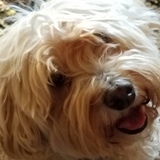 Entry image for Louie