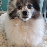 Entry image for Kerbie