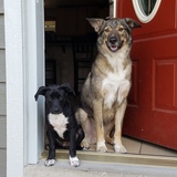 Entry image for Buddy & Lailea