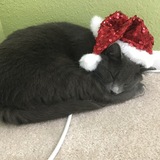 Entry image for Tyler