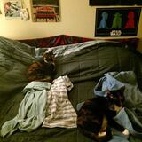 Entry image for Mittens & Bella