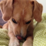 Entry image for Bella