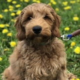 Entry image for Bart