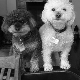 Entry image for Taz and Booboo