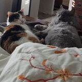 Entry image for Kalie & Silverado