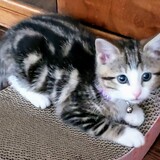 Entry image for Suki