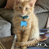 Entry image for Finn