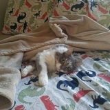 Entry image for Ernest