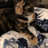 Entry image for Edison