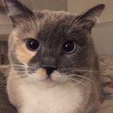 Entry image for Lily