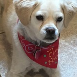 Entry image for Arnie (Arnold Palmer)