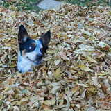 Entry image for Drango