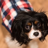 Entry image for  Clancy