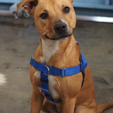 Entry image for Dodge