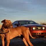 Entry image for Harvey