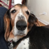 Entry image for Dory