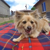 Entry image for Penny 