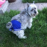 Entry image for Iggy pup