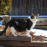 Entry image for Gillian