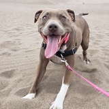 Entry image for Starr