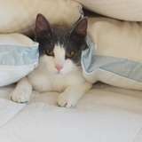 Entry image for Flurry