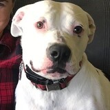 Entry image for Archie