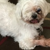 Entry image for Papillon