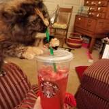 Entry image for Truffles 