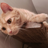 Entry image for Bobo