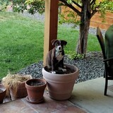 Entry image for Molly Brown