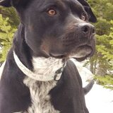 Entry image for Hapa