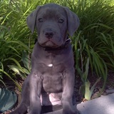 Entry image for Luigi