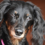 Entry image for Marty