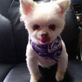 Entry image for Timmy