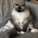 Entry image for Oscar