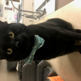 Entry image for Ranger